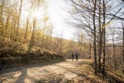 Two people walking on dirt road in forest