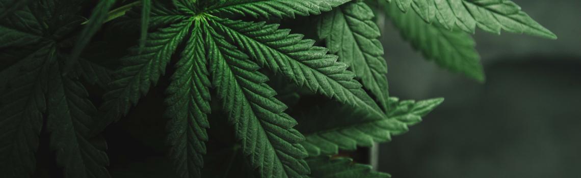 Photo of cannabis leaves